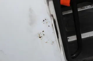 Fahrerhaus Kabine MAN L2000 Bj.1998 - Bild 7